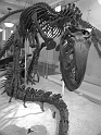 Kids-NYC_AMNH_3-2014 (53)